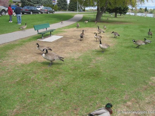 Ducks in Idaho Falls.jpg