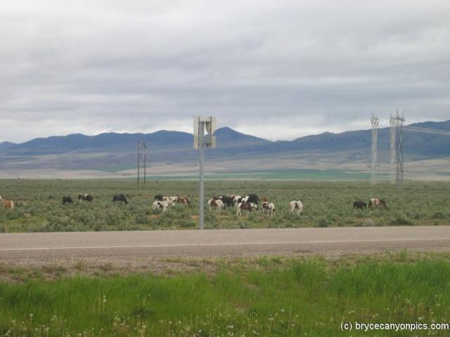 Cows in Utah.jpg
