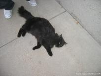 Black little cat at the Great Salt Lake Marina (2).jpg