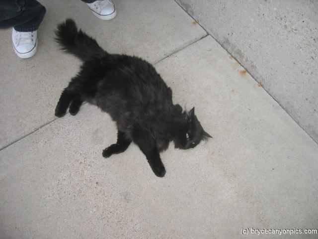 Black little cat at the Great Salt Lake Marina (2).jpg