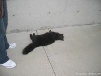 Black little cat at the Great Salt Lake Marina.jpg