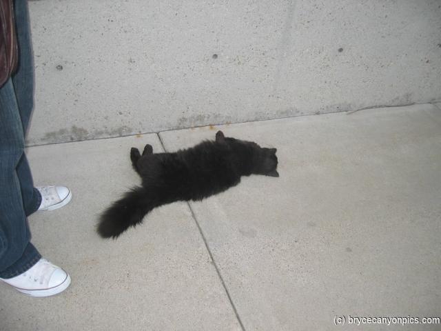 Black little cat at the Great Salt Lake Marina.jpg
