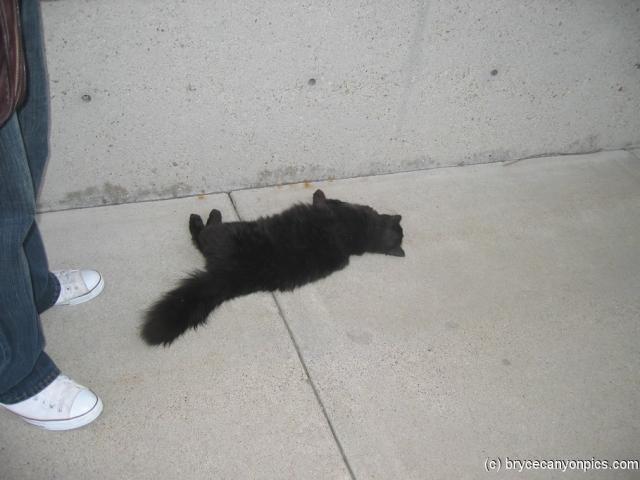 Black little cat at the Great Salt Lake Marina.jpg