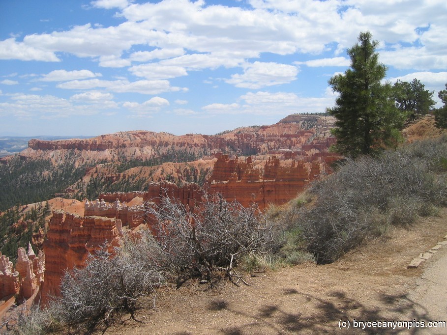 Bryce Canyon picture.jpg
