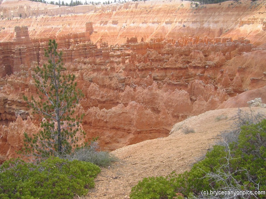 Wavy shaped rock formations in Bryce Canyon.jpg
