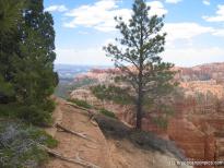 Tree in Bryce Canyon.jpg