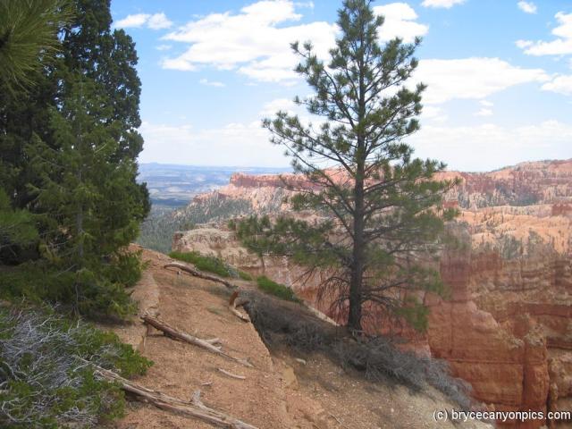 Tree in Bryce Canyon.jpg
