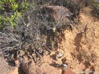 Soil of Zion National Park.jpg